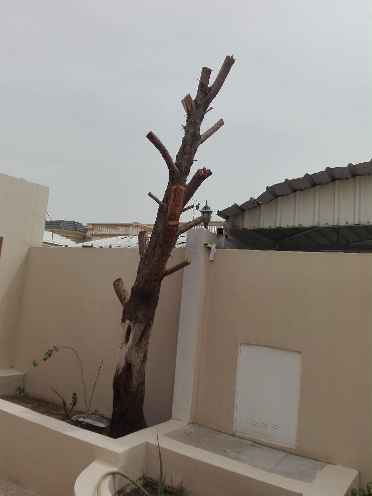مقطع اشجار - 2