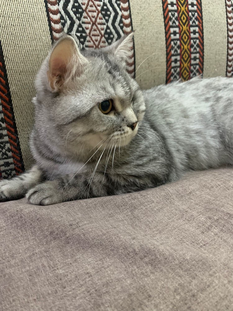 Oreo - 3