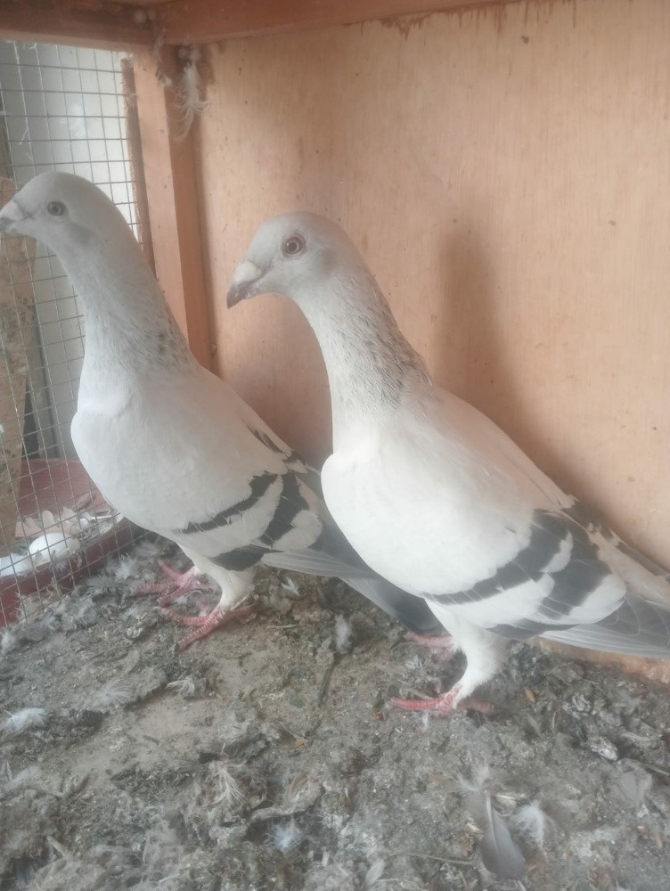 SOHEL RANA QATAR - 1