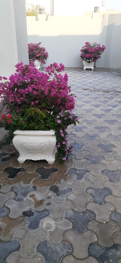 زراعه وديكور - 1