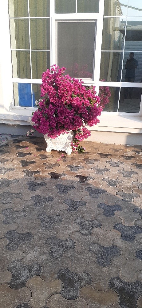 زراعه وديكور - 2