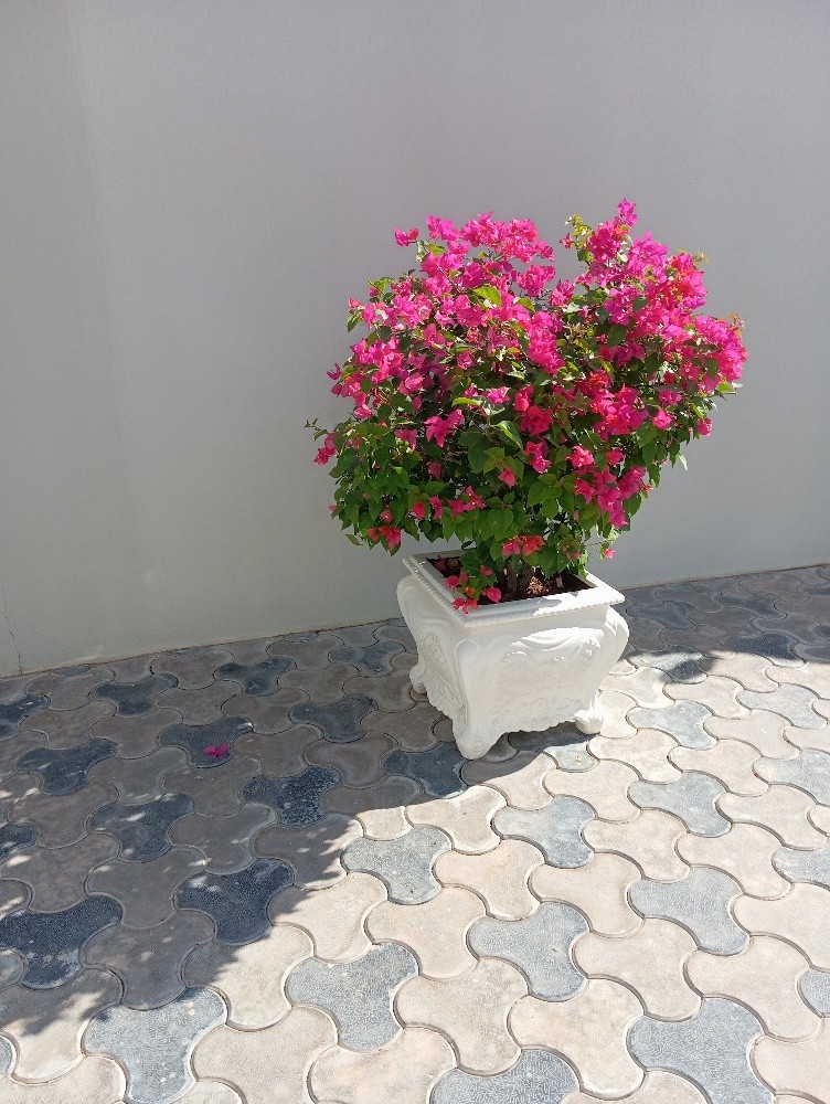 مونصك ومزارع - 2