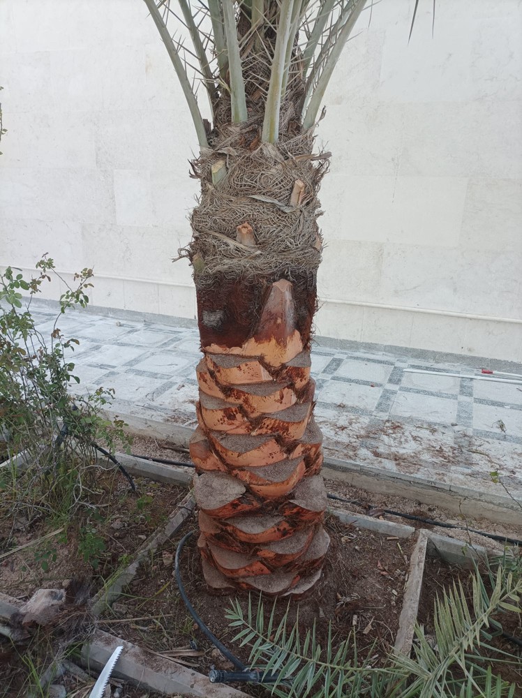 زراعة وتنسيق الحدائق - 6
