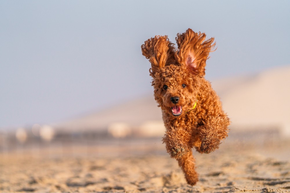 Poodle for breeding - 1