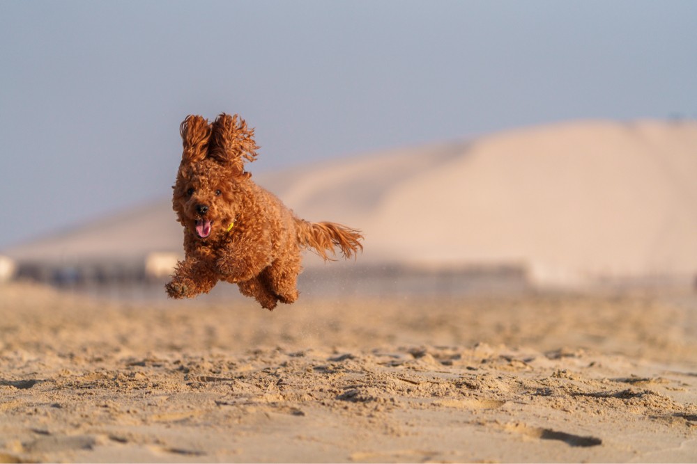 Poodle for breeding - 2
