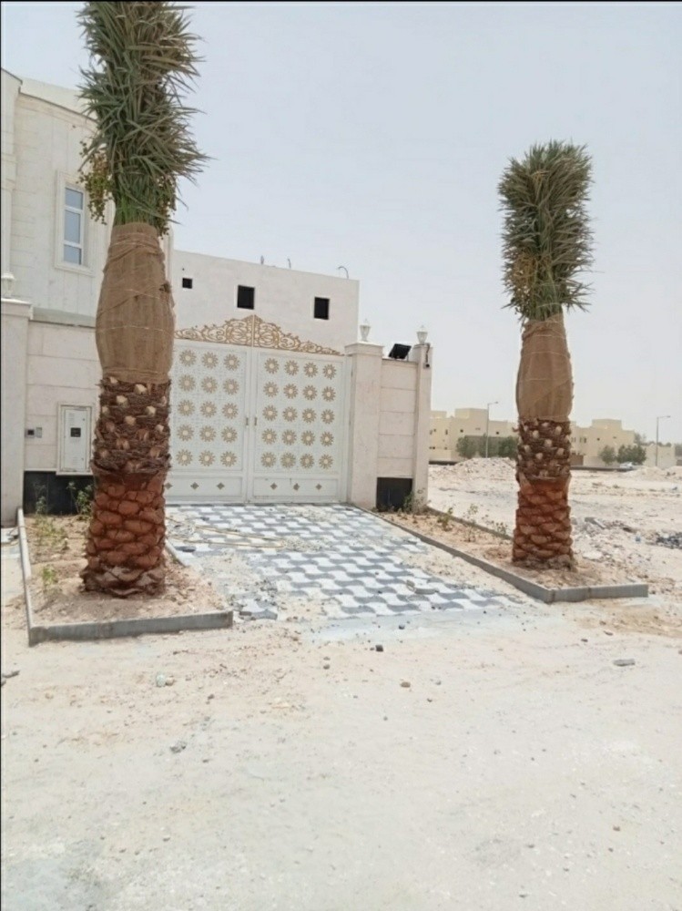 نخيل للبيع - 2