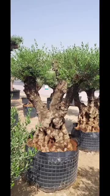 مزارع شجرة الزيتون - 1