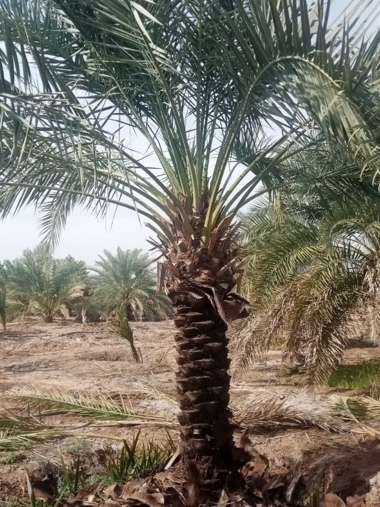 تقريب وتلقيح النخل ورش - 3