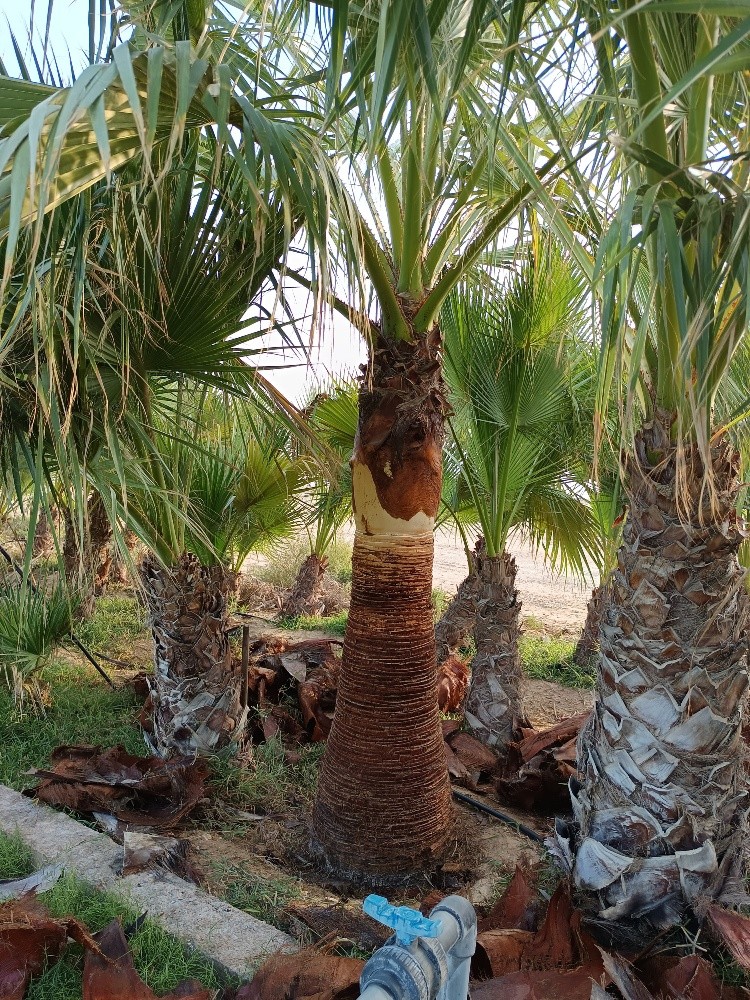 تقريب وتلقيح النخل ورش - 3
