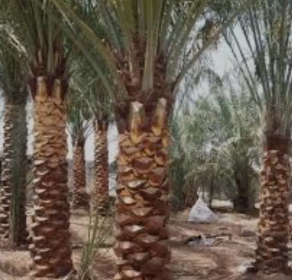 نخل للبيع - 11