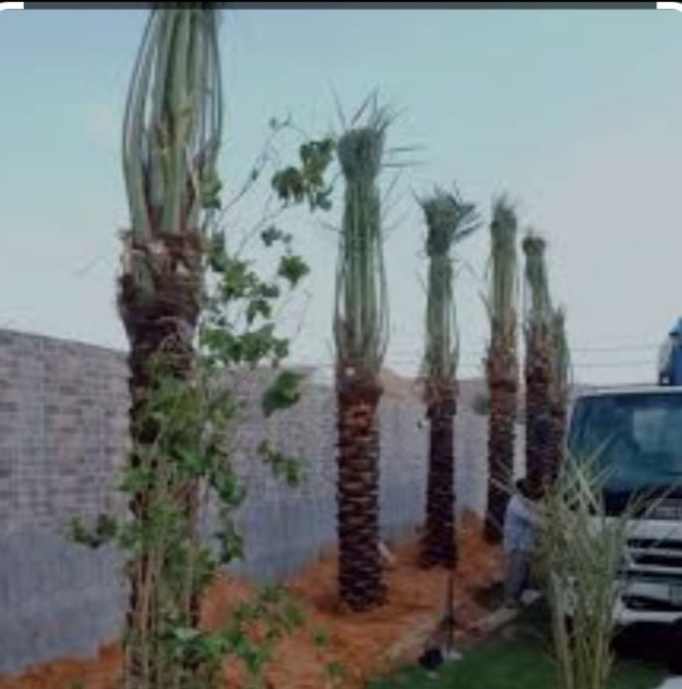 نخل للبيع - 10