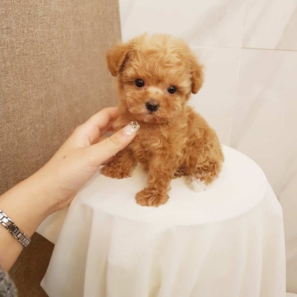 Male and female poodle for sale - 1