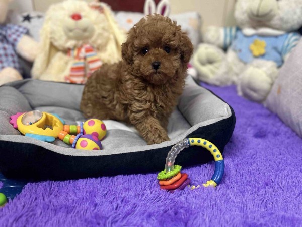 Toy poodle puppies available - 1