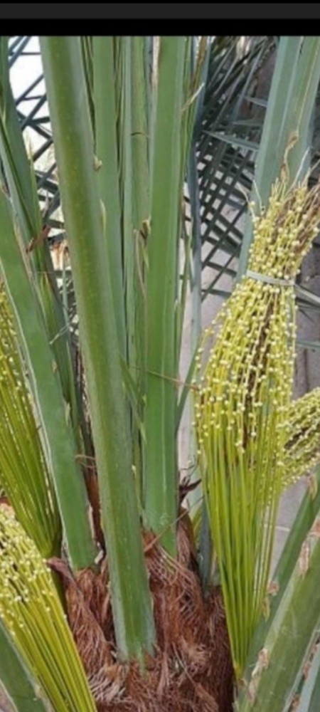 مزارع تلقيح وتقريب النخل ورش - 2