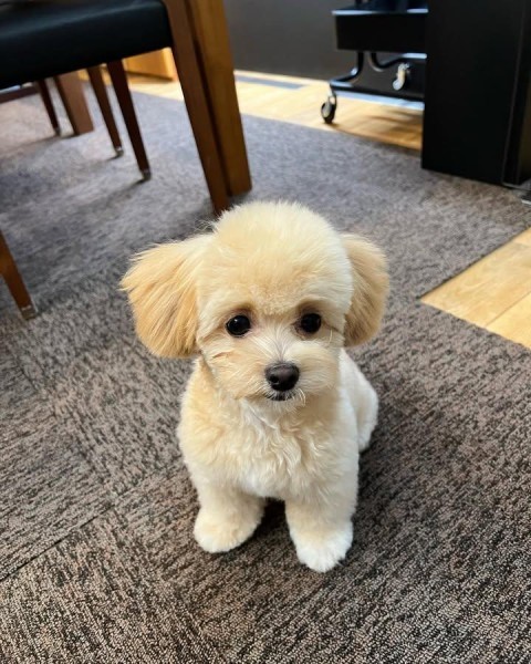 Maltipoo(Maltese x poodle) - 1