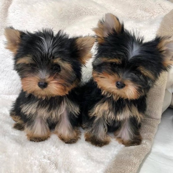 Teacup Yorkshire puppies - 1