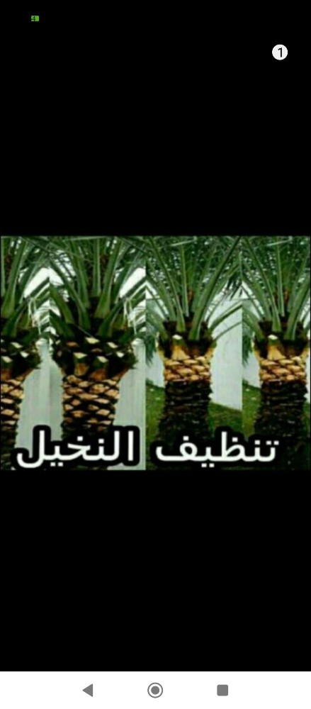تلقيح النخيل - 1