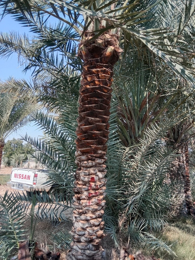 زراعه النخيل والأشجار المثمرة - 5