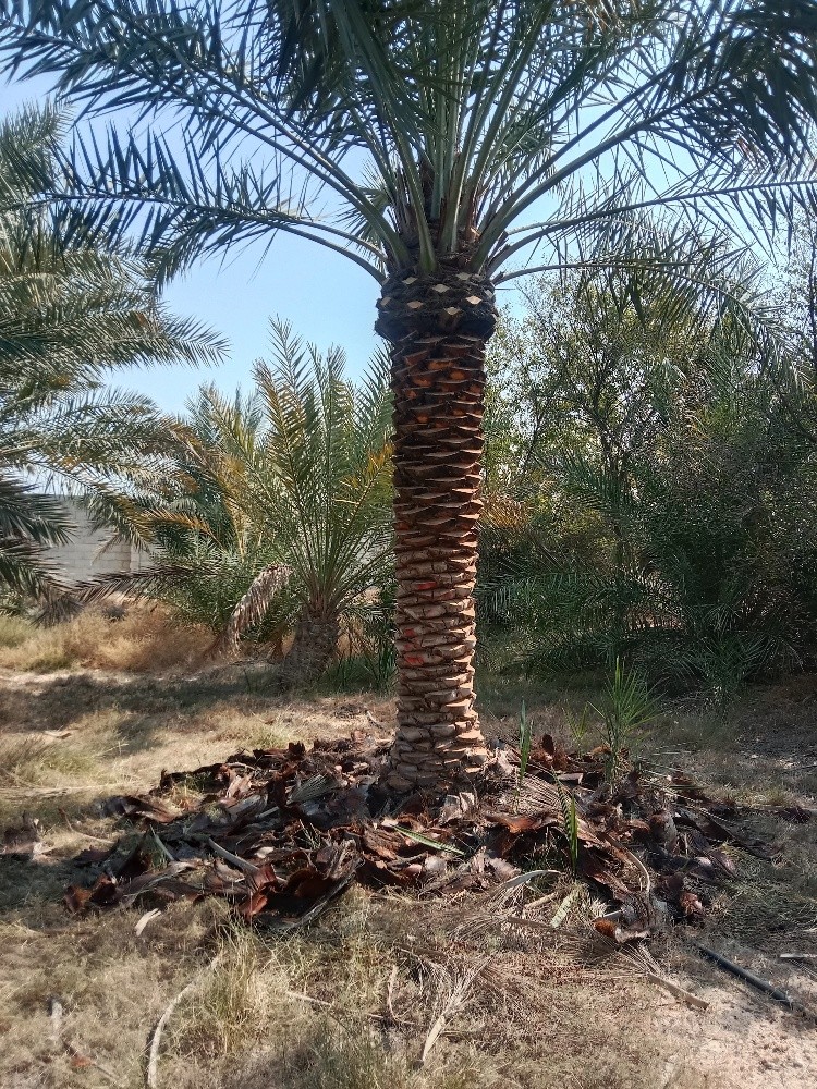 زراعه النخيل والأشجار المثمرة - 12
