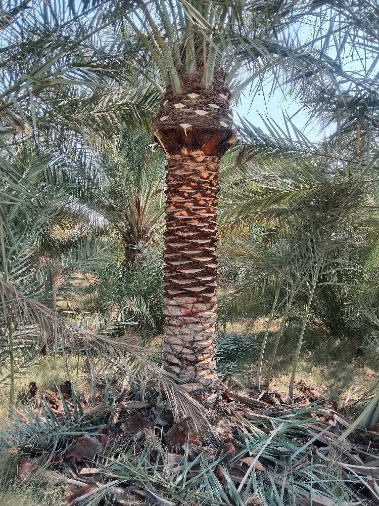 زراعه النخيل والأشجار المثمرة - 3