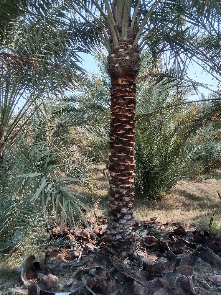 زراعه النخيل والأشجار المثمرة - 14