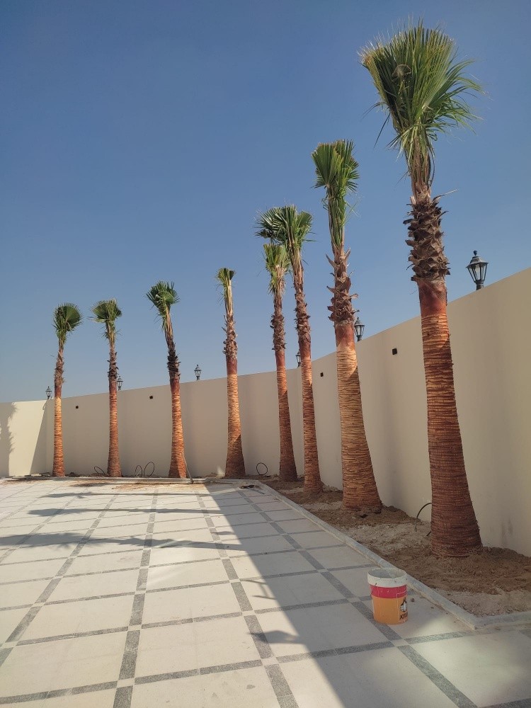 زراعه النخيل والأشجار المثمرة - 13