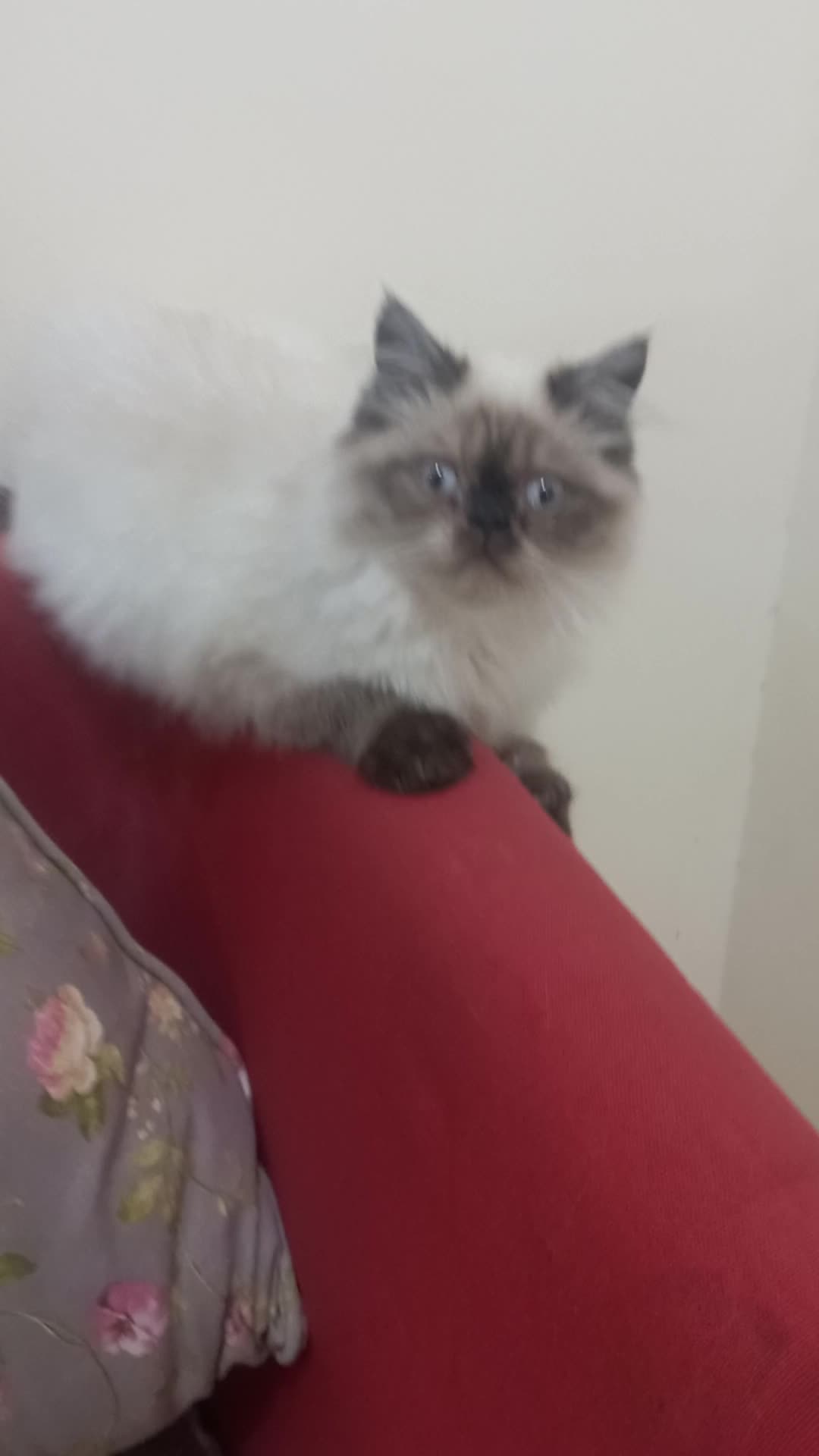 Becky Face Cat - 1