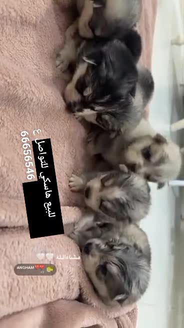 Husky dogs for sale - 1