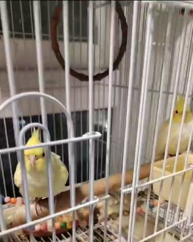 Home breed Baby Cocktiel for sale - 3