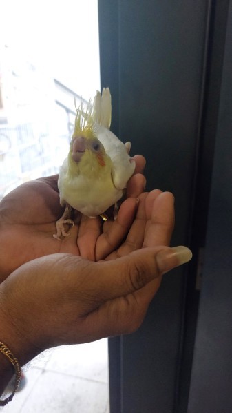 Home breed Baby Cocktiel for sale - 2
