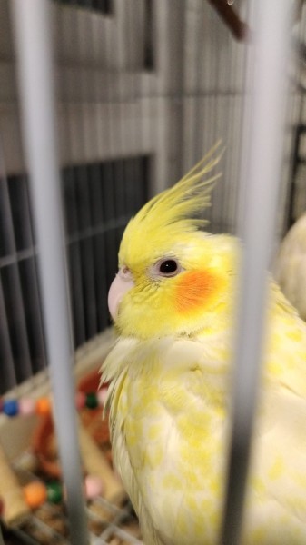 Home breed Baby Cocktiel for sale - 4