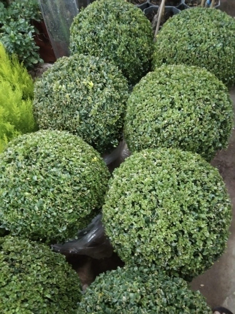 زراعه العشب - 3
