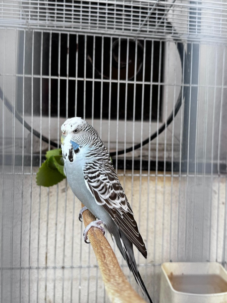 Show size English Budgie pair - 13