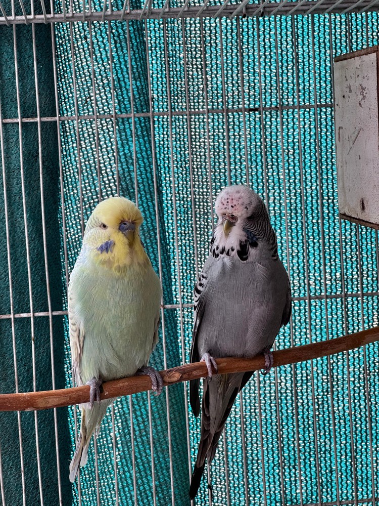 Show size English Budgie pair - 1