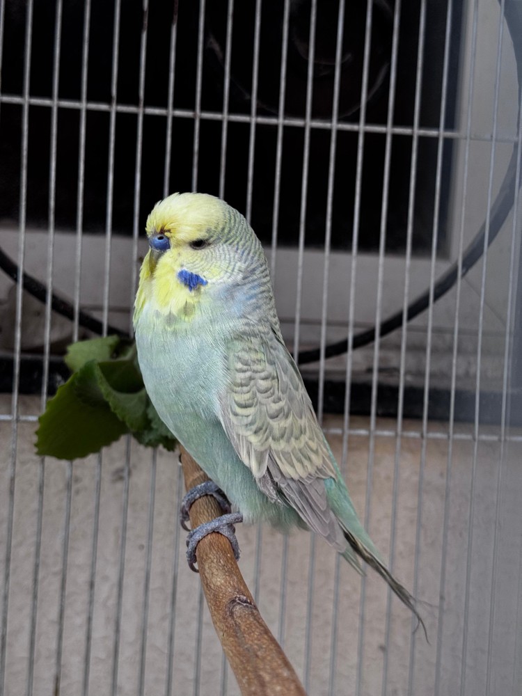 Show size English Budgie pair - 5