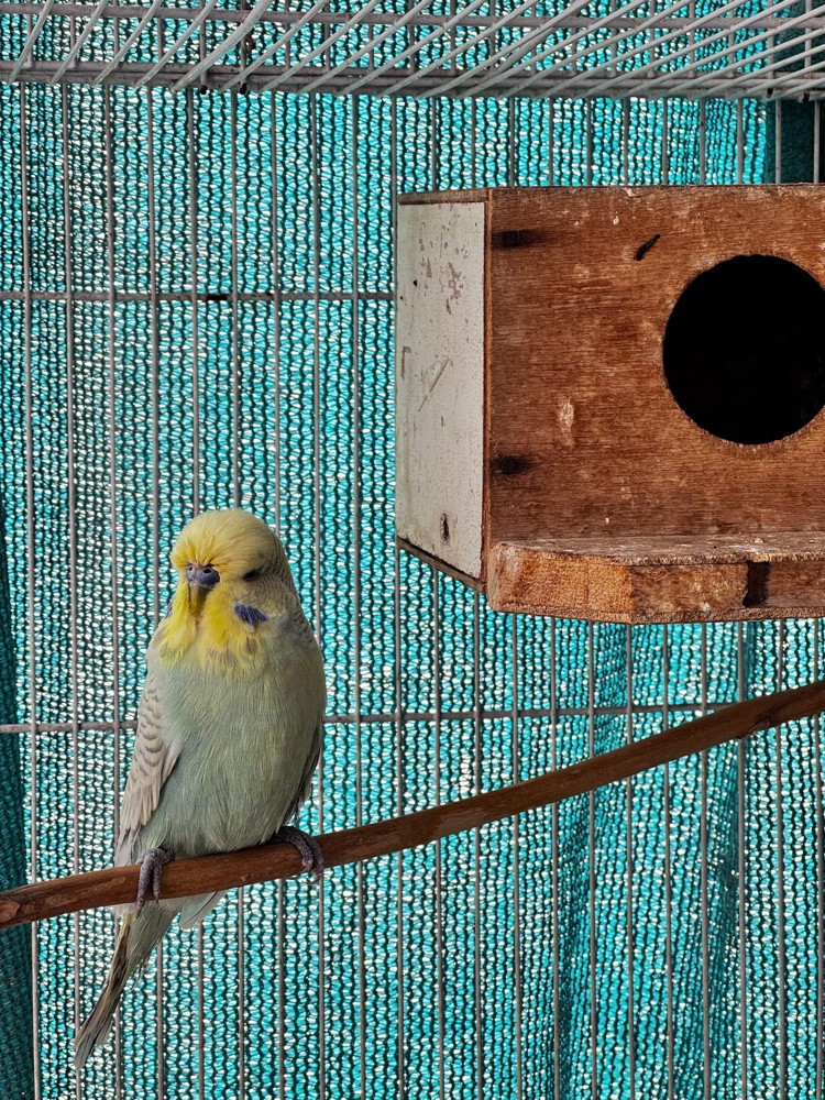 Show size English Budgie pair - 11