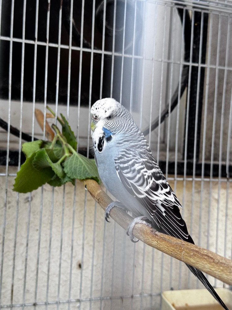 Show size English Budgie pair - 3