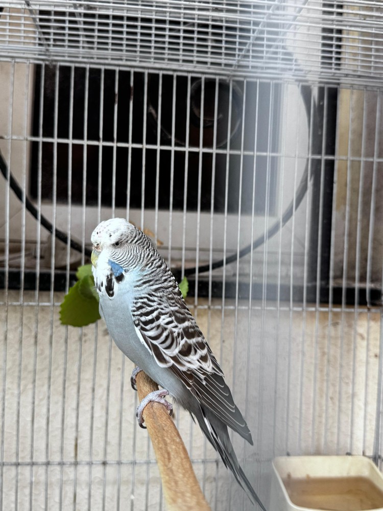 Show size English Budgie pair - 6