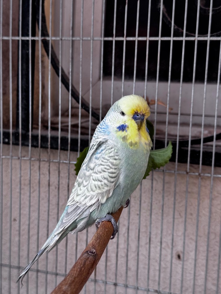 Show size English Budgie pair - 2
