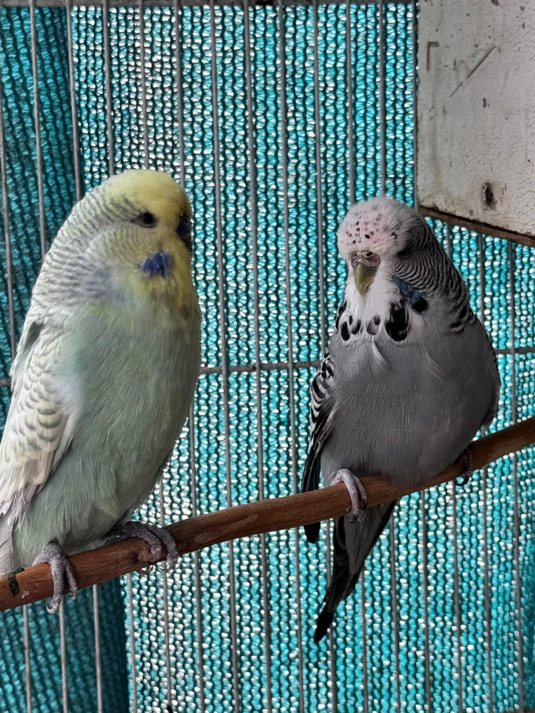 Show size English Budgie pair - 8