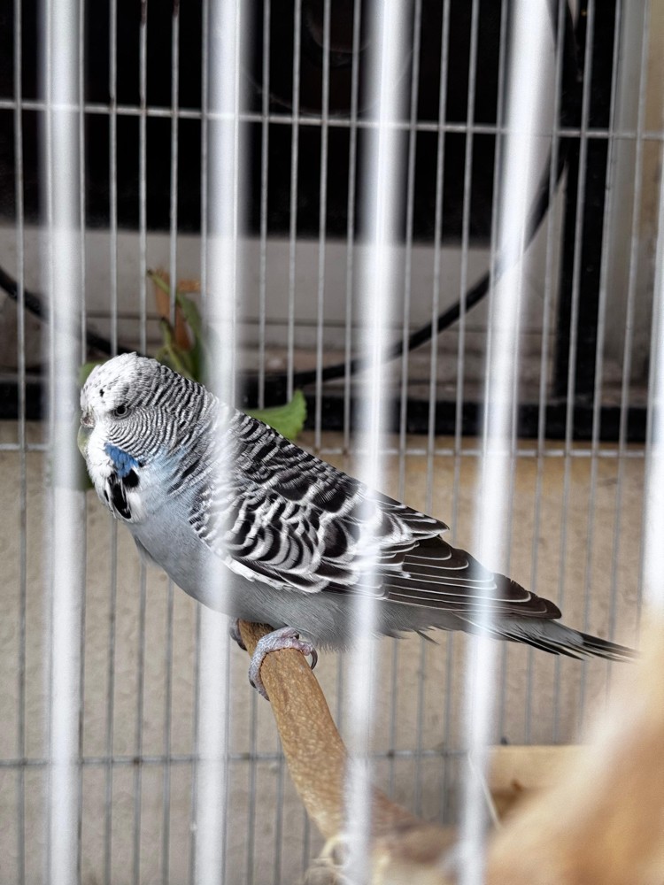 Show size English Budgie pair - 9