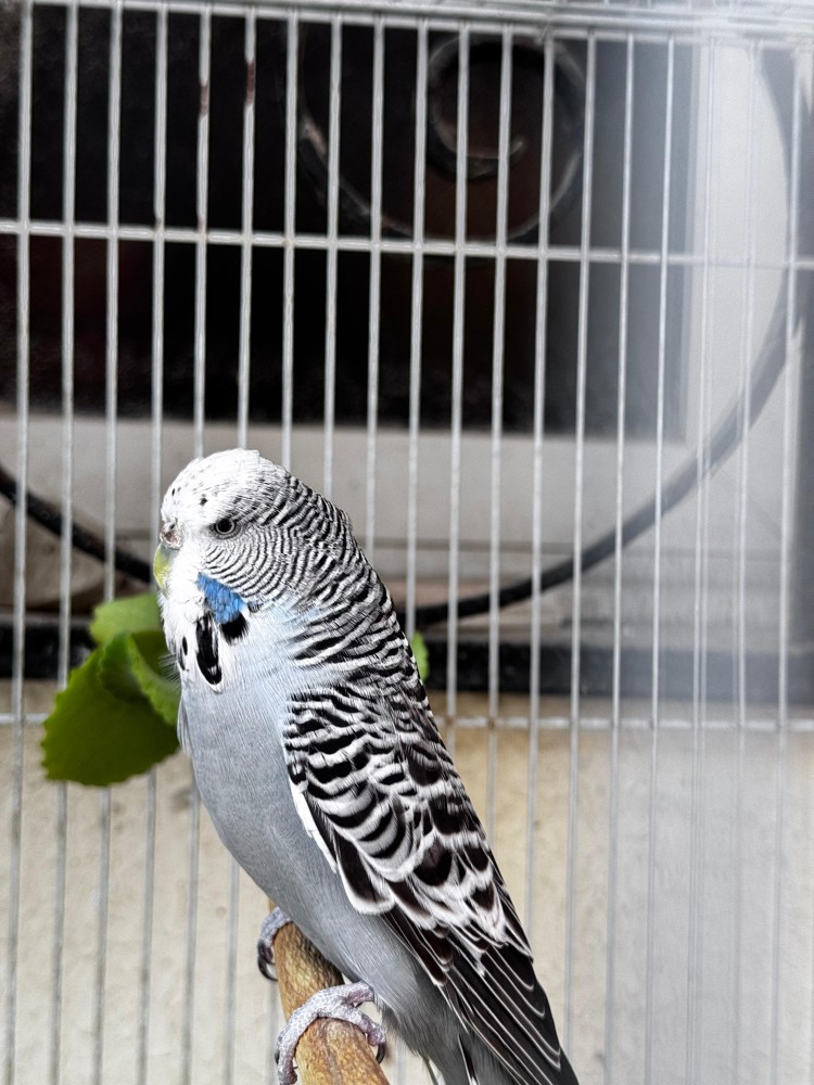 Show size English Budgie pair - 4