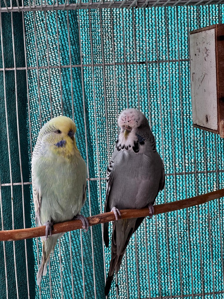 Show size English Budgie pair - 10