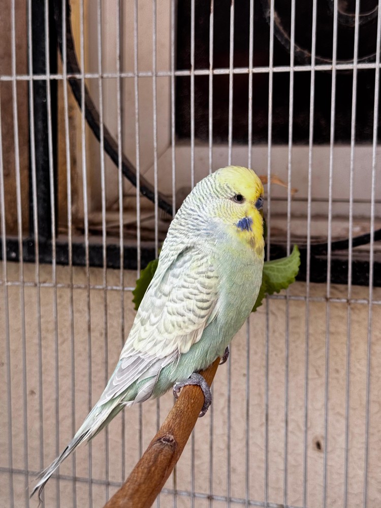 Show size English Budgie pair - 12