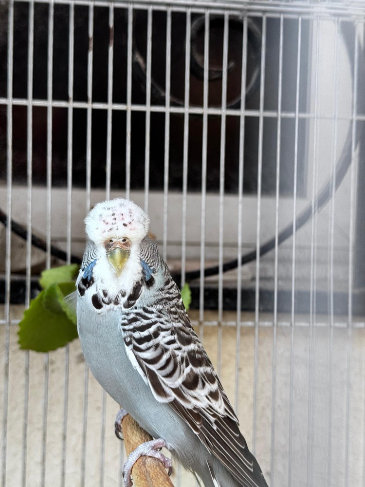 Show size English Budgie pair - 7