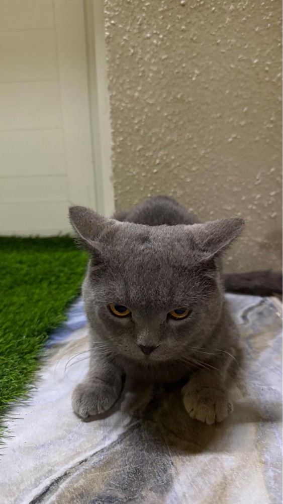 Cat for sale - 5