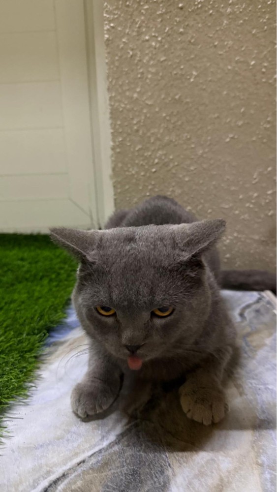 Cat for sale - 4