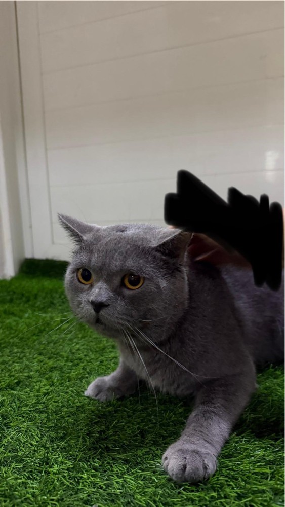 Cat for sale - 6