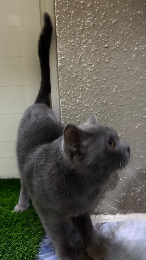 Cat for sale - 2