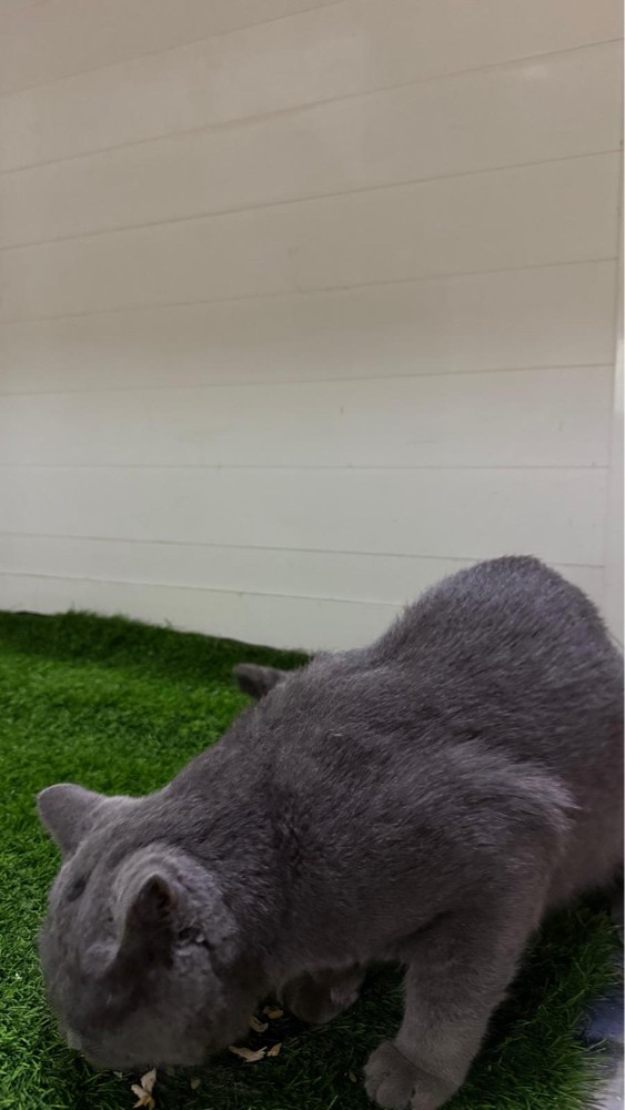 Cat for sale - 3
